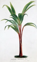 Palme Hyophorbe Amaricaulis (Mauritius) - Botanische Tafel