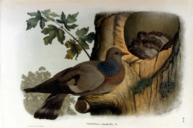Teller mit Darstellung einer Taube in der Nähe ihres Nestes
