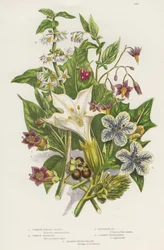 Giftige Pflanzen. Neben der giftigen Schwarzen oder Gemeinen Nachtschatten (Solanum nigrum) oben links und der Bittersüßen Nachtschatten (Solanum dulcamara) oben rechts gibt es die gefährlichere Tollkirsche (Atropa belladonna) unten links, die enthalten