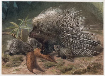 Stachelschwein mit Kamm - Das Kammstachelschwein (Hystrix cristata) - Gravur aus „Brehms Tierleben“ von Alfred Edmund Brehm (1829-1884)