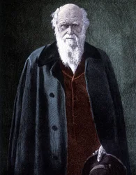 Porträt von Charles Darwin, britischer Naturforscher (1809 - 1882)