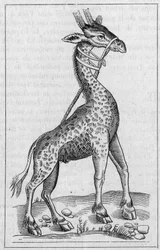 Porträt einer Giraffe. (Nach Pierre Belon)
