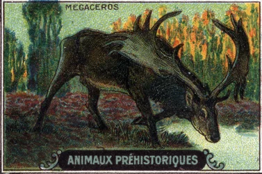 Prähistorisches Tier: ein Megaceros