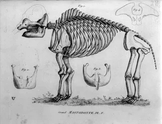 Urgeschichte: Mastodontenskelett, fossile Säugetiere (Mas gigantium). Paläontologische Tafel des 19. Jahrhunderts