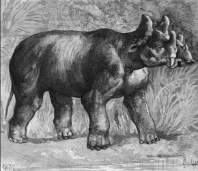 Prähistorie: Darstellung eines Dinoceras, einer ausgestorbenen Art von Nashorn. Gravur aus dem späten 19. Jahrhundert