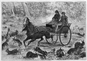 Kaninchenüberbevölkerung in Australien: Herr Williamsons Wagen fährt durch eine Menge Kaninchen. Gravur in „La Nature: revue des sciences et de leurs applications aux arts et à l