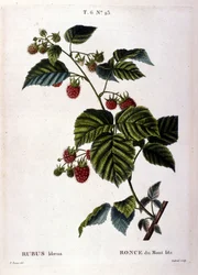 Himbeere und Frucht: Botanische Tafel des 19. Jahrhunderts