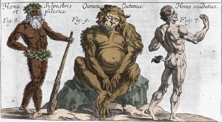 Darstellungen verschiedener monströser Kreaturen: ein Waldmensch oder haariger Mann, ein Orang-Utan-Affe (Orang-Utan, Orang-Outang, Orang-Utang) und ein Mann mit Schwanz. Tafel aus „Mundi Mirabilis Oeconomia“ von Johann Zahn, 1696. Mailand.