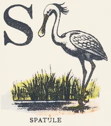 S: Spatel