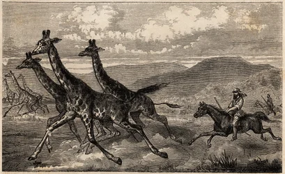 Samuel W. Baker jagt Giraffen in Zentralafrika in der Region des oberen Nils