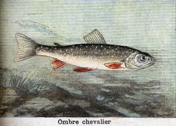 Schattenritter Gravur von 1898