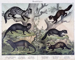 Kleine Karuasiers - in „Histoires naturelles des mammals“, ed. Schreiber