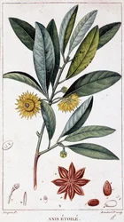 Sternanis - Botanische Tafel