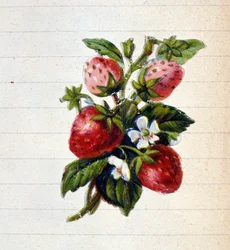 Erdbeeren. Chromolithographie des 19. Jahrhunderts.