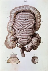 Studie des menschlichen Darms, Zwölffingerdarm und Dünndarm (Gravur)