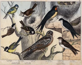 Die 5 Vögel links - a: Kohlmeise (Parus major), b: Blaumeise (Parus coreulus), c: Tannenmeise (Parus ater), d: Haubenmeise (Lopophanes cristatus), e: Sumpfmeise (Parus palustris). Die 4 Vögel rechts - a: Rauchschwalbe (Hirondo rustica), b: Schwalbe