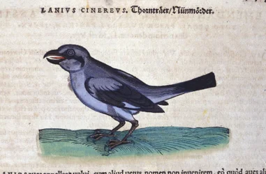 Der Neuntöter in Historia Animalium von Conrad Gesner (1516 - 1565), Tiguri