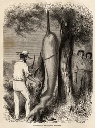 Die Dissektion eines Blasendelfins (Süßwasserdelfin) durch den Autor, beobachtet von zwei Peruanischen Cocama-Indianern, die das Tier harpuniert haben. Gravur zur Illustration der Reise vom Pazifik zum Atlantik durch Südamerika 1848-1860 von Paul Marcoy