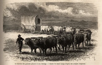 Das große Prärie-Rind und sein Gespann. Gravur zur Illustration der Reise in den amerikanischen Wilden Westen, von M. L. Simonin, 1867, veröffentlicht in „Le tour du monde, nouveau journal des voyages“, herausgegeben von Edouard Charton