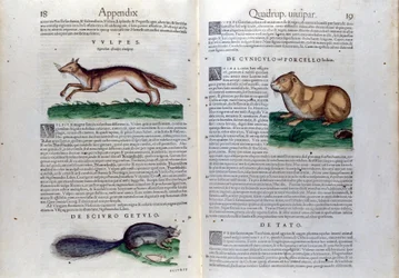 Die Doppelseite der Nagetiere in Historia Animalium von Conrad Gesner (1516 - 1565), Tiguri