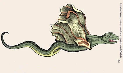 Der fliegende Drache Amphiptere (Amphithere oder Amphitere oder Amphipthere). Gravur in Historia Animalium von Conrad Gesner (1516 - 1565), Tiguri