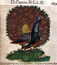 Der Pfau nach „Historiae animalium“ von Konrad Gesner, Tiguri
