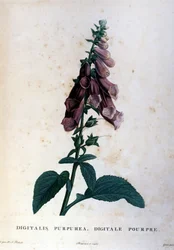 Der rote Fingerhut. Herbarium des 19. Jahrhunderts