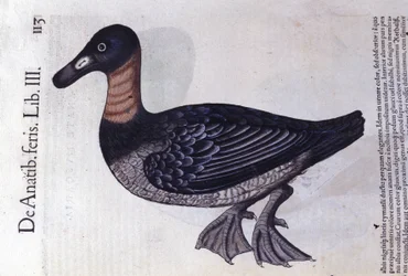 Die Rotnackenente nach Historiae animalium von Konrad Gesner, Tiguri