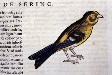 Der Serin nach Historiae animalium von Konrad Gesner, Tiguri