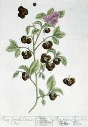 Die Teepflanze Frutex Bontii - botanische Tafel