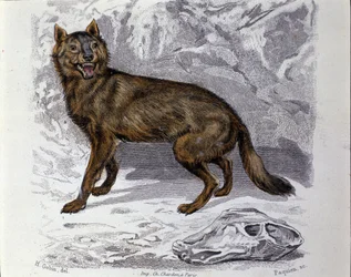 Der Wolf. Tafel aus einem Naturgeschichtswerk „Werke von Buffon“ von dem Naturforscher Georges Louis Leclerc, Graf von Buffon (1707-1788). 19. Jahrhundert