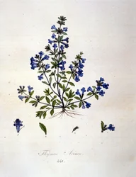 Thymian. Gravur des 19. Jahrhunderts