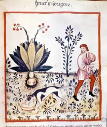 Medizinisches Traktat „Tacuinum sanitatis“ 14. Jahrhundert. Mandragora sammeln. Bibiloteca Nazionale Braidense. Mailand