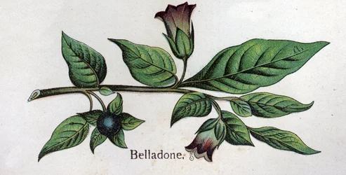 Giftige botanische Pflanzen: Belladonna. Gravur in „Die natürliche Medikation“ von Friedrich Eduard Bilz (1842-1922)