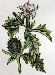 Giftige botanische Pflanzen: Stechapfel. Gravur in „The natural medication“ von Friedrich Eduard Bilz (1842-1922)