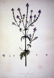 Verbena officinalis (Verbena officinale). Herbarium des 19. Jahrhunderts