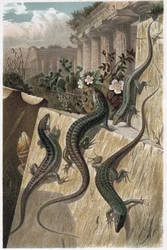 Mauereidechse - Die gemeine Mauereidechse (Podarcis muralis) - Gravur aus „Brehms Tierleben“ von Alfred Edmund Brehm