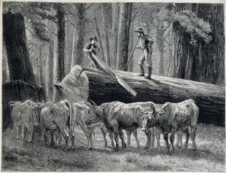 Holzfäller in einem Redwood-Wald in Kalifornien - Gravur