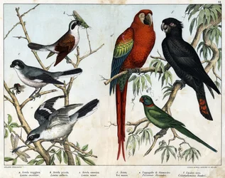 a: Raubwürger (Lanius excubitor), b: Neuntöter (Lanius collurio), c: Rotbrustwürger (Lanius linor), d: Roter Ara (Ara macao), e: Alexandersittich (Palaeornis Alexandria), f: Banks-Kakadu (Calyptorynchus banksii) - in „Naturgeschichte der