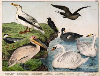 a: Flussseeschwalbe (Sterna hirundo), b: Mittlerer Raubmöwe (Stercorarius pomarinus), c: Sturmschwalbe (Thalassidroma pelagica), d: Albatros (Diomedea exulans), e: Pelikan (Pelecanus onocrotalus), f: Höckerschwan (Cygnus olor), g: Singschwan (Cygnus cygnus