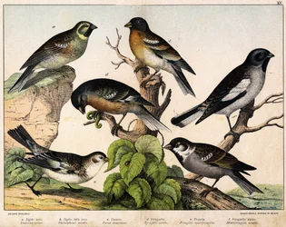 a: Sperling (Emberiza circlus), b: Schneesperling (Plectrophanes nivalis), c: Haussperling (Pour domesticus), d: Buchfink (Fringilla coelebs), e: Bergfink (Fringilla montifringilla), Niverolle (Montifringilla nivalis) - in „Naturgeschichte der Vögel“, Hrsg