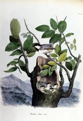 Eine Tafel, die einen gewöhnlichen Vogel (oder Spatz) in der Nähe seines Nestes darstellt.