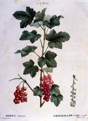 Eine Stachelbeere: Botanische Tafel des 19. Jahrhunderts