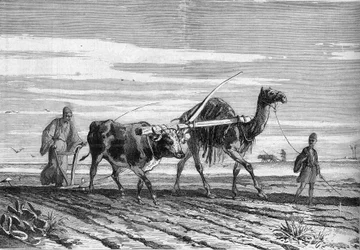 Landwirtschaft in Ägypten: ein Pflug, gezogen von einer Kuh und einem Kamel. Gravur in "Le Monde Illustré" Nr. 1316 vom 17. Juni 1882.