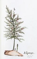 Spargel