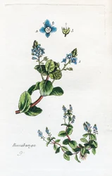 Bachbunge