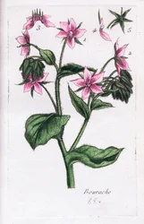 Borretsch