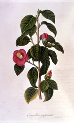 Botanische Tafel: Kamelie aus Japan. 19. Jahrhundert (Gravur)