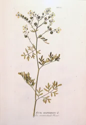 Botanische Tafel: Weinraute (Ruta graveolens)