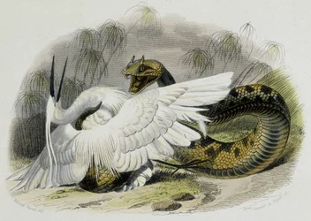 Ceraste (Schlange aus der Familie der Vipern) schlägt einen Vogel. Gravur des 19. Jahrhunderts nach der Zeichnung des französischen Naturforschers Lacepede (1756-1709)